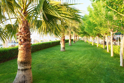 Water-Efficient Landscaping: Best Plants & Irrigation Solutions for Dubai Villas