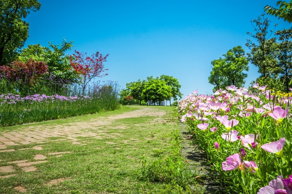 Best Time to Start a Garden in the UAE: Seasonal Tips