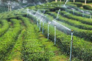 expert-tips-for-maintaining-your-irrigation-system-in-dubai