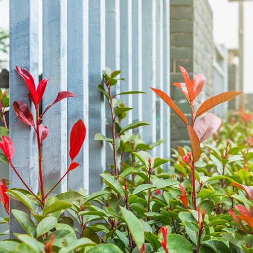 Outdoor Plants