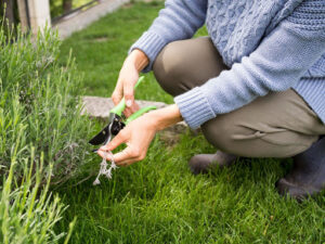 Top 10 Reasons to Hire a Professional for Landscaping Maintenance