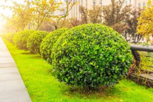 Balcony and Rooftop Garden Maintenance Tips for Dubai Apartments