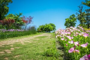 Best Time to Start a Garden in the UAE: Seasonal Tips