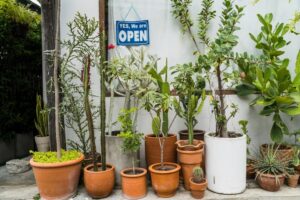 How to Create a Low-Water Outdoor Garden in Dubai