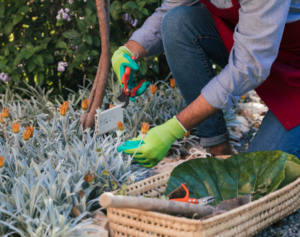 Seasonal Garden Maintenance Guide | Right Choice